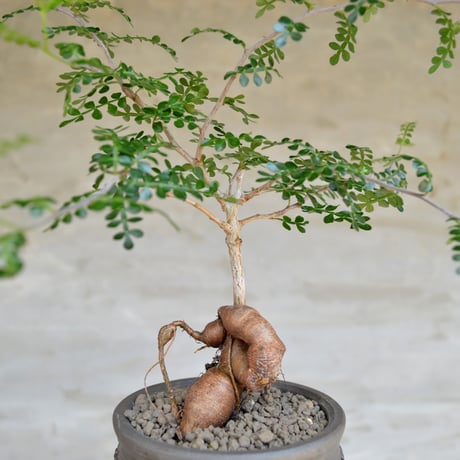 CATEGORY operculicarya オペルクリカリア | A-PLANTS|塊根植物販売