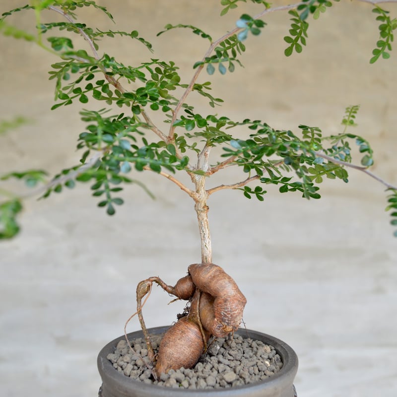 現地球】オペルクリカリアデカリー 塊根植物 パキプス 現地球】オペルクリカリアデカリー 塊根植物 パキプス