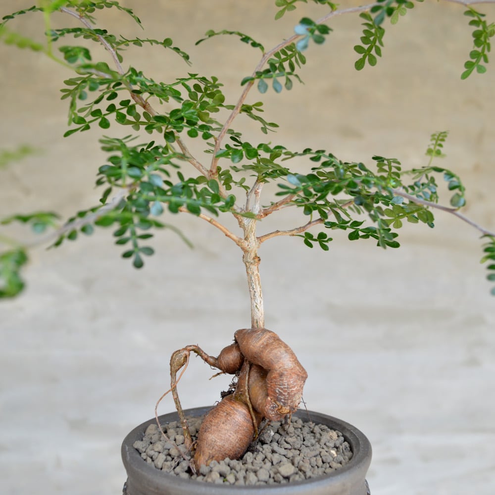 植物×鉢】オペルクリカリア パキプス 実生株 × 保田修作 陶作鉢
