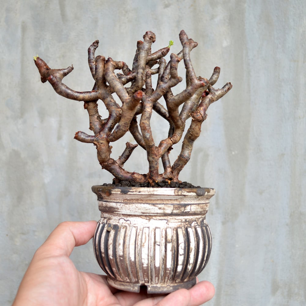 【今週限定価格！現地球・発根済み】ペラルゴニウム・ミラビレ 保田修作氏鉢 植物×鉢】ぺラルゴ二ウム ミラビレ 現地株 発根済み × 保田修作 陶器鉢