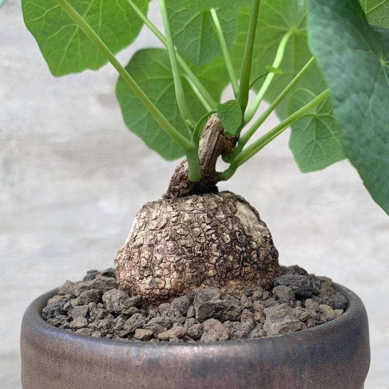 植物×鉢】ステファニア ヴェノサ 発根済み 陶器鉢 植え込み済み 塊根