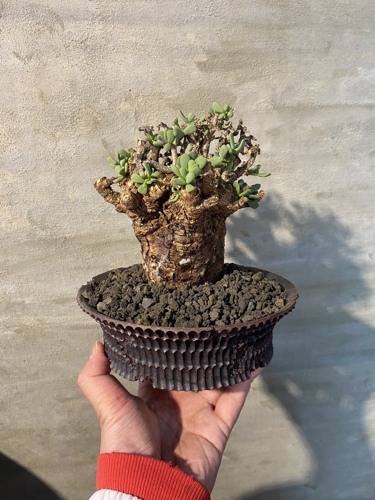 植物×鉢]ケラリア ピグマエア × t3pots 塊根植物 コーデックス