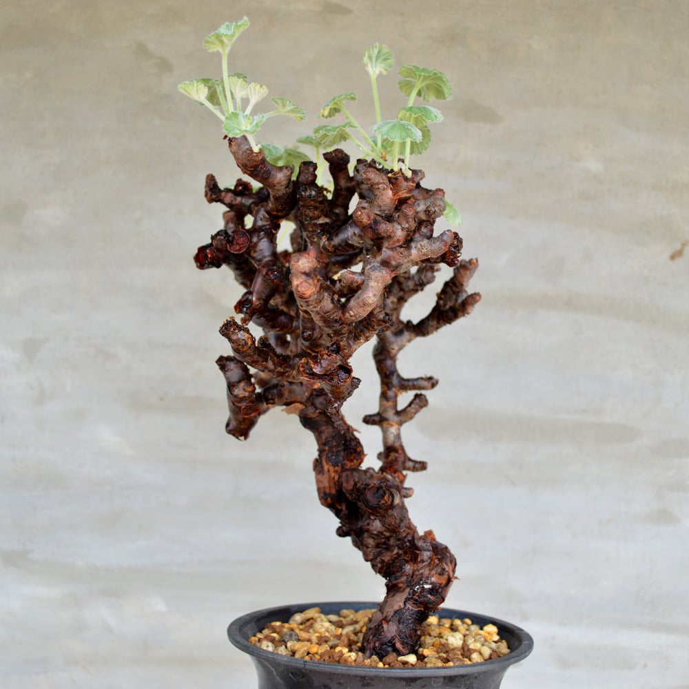 植物】ぺラルゴ二ウム ミラビレ 現地株 発根済み | A-PLANTS|塊根植物販売