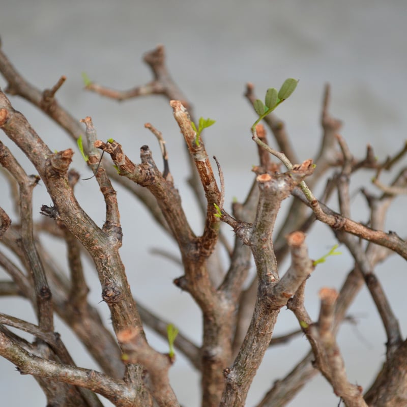 植物】センナ メリディオナリス 良型実生株 <1> | A-PLANTS|塊根