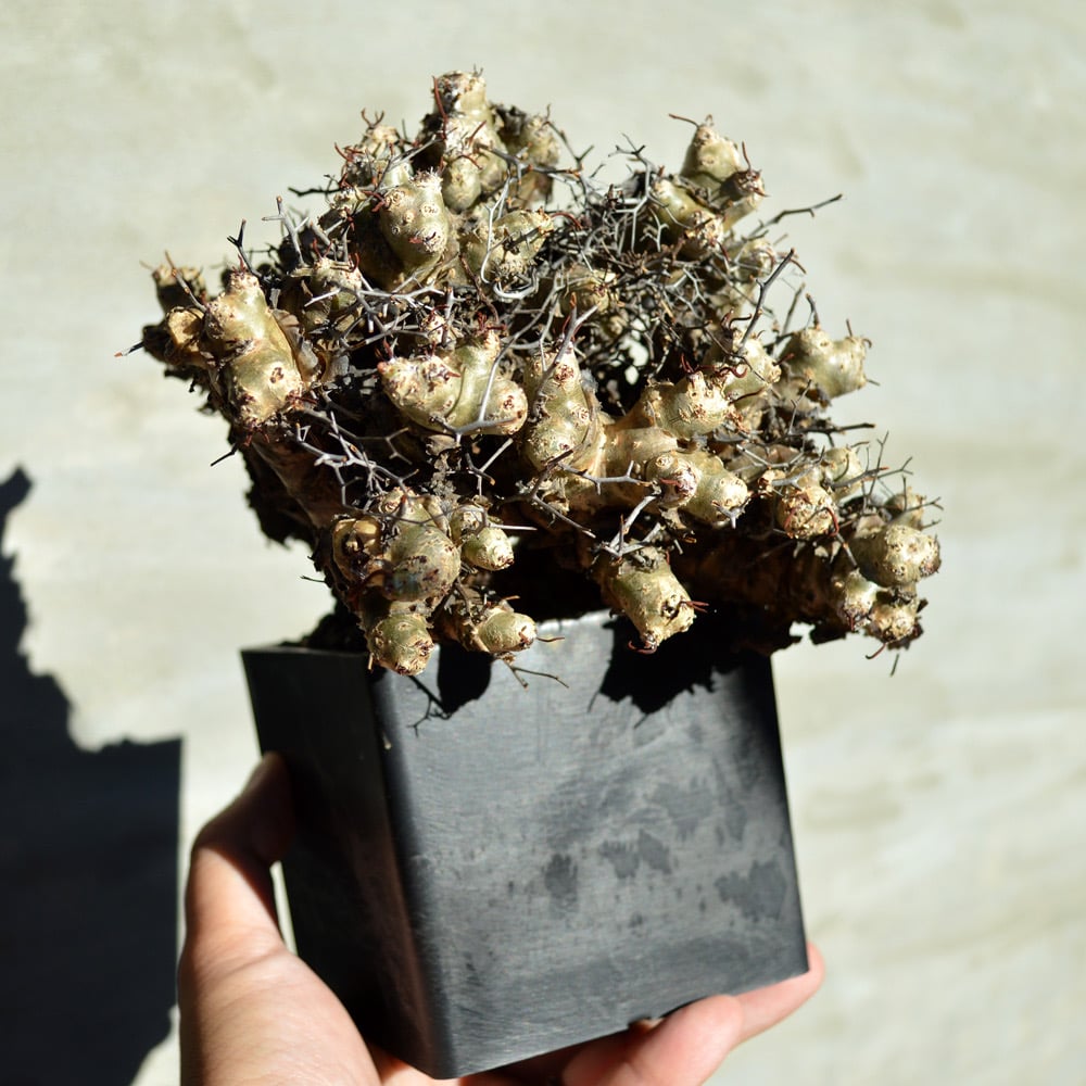 植物】チレコドン レティキュラーツス 万物想 | A-PLANTS|塊根