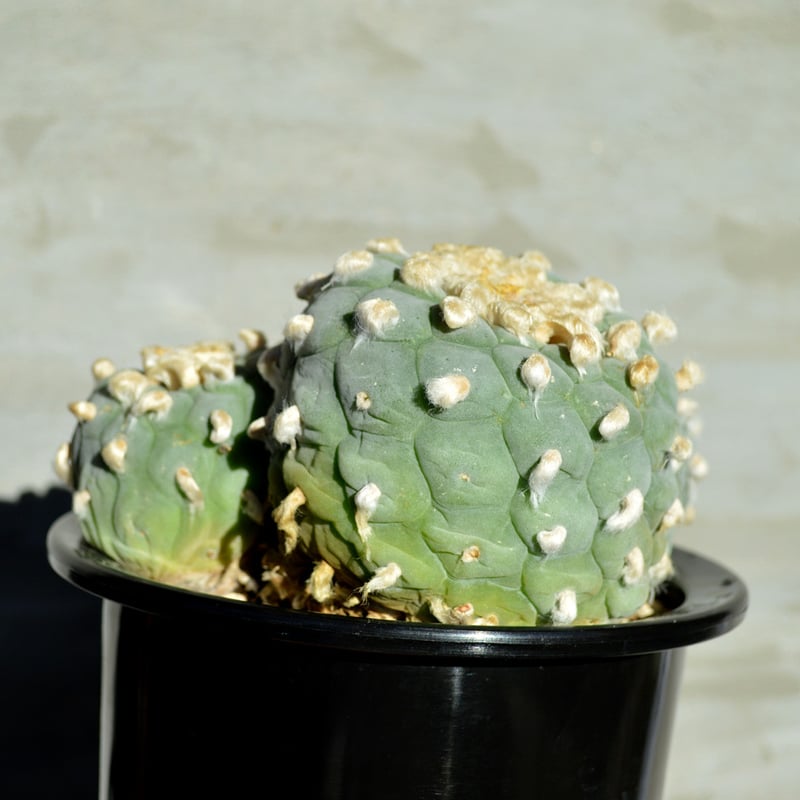珍品　銀冠玉　群生　ロフォフォラ 🌵🌸 #lophophoradecipiens #lophophorafricii #銀冠玉 ロホホラ
