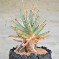 植物×鉢】ケラリア ピグマエア 現地球 発根済み × pep 0131 RYO MIHARA