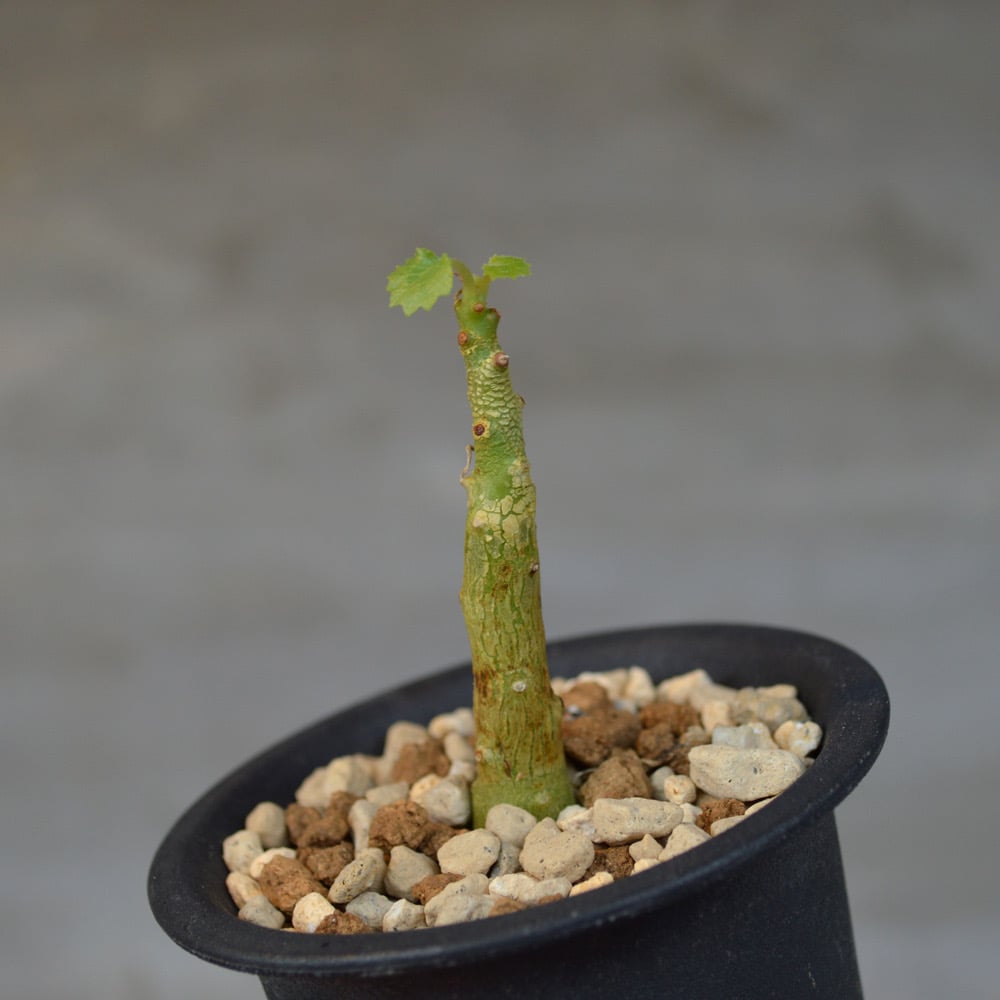 植物】 【ランダム配送】 ドルステニア ジプソフィラ | A-PLANTS