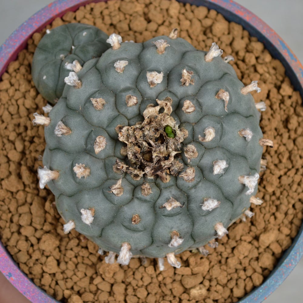 植物×鉢】サボテンロフォフォラ ウイリアムシー 烏羽玉