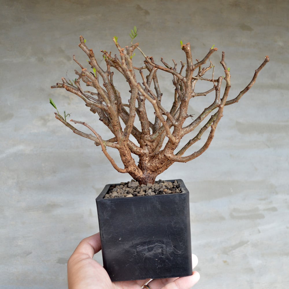 植物】センナ メリディオナリス 良型実生株 <1> | A-PLANTS|塊根
