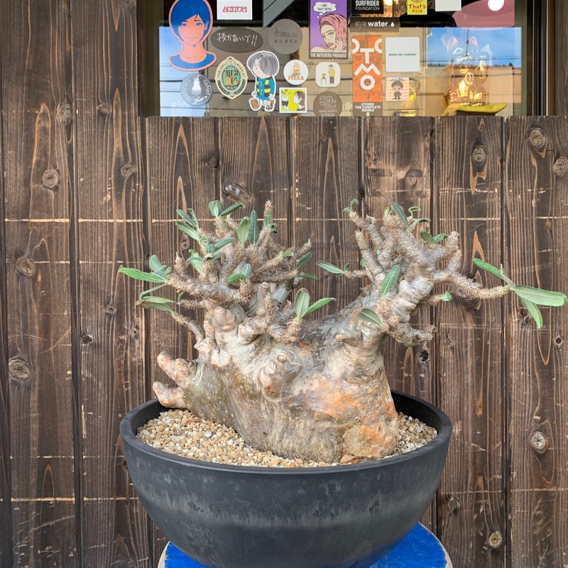 植物】パキホディウム グラキリス 大株 現地球 発根済み 塊根 植物】パキホディウム グラキリス 大株 現地球 発根済み 塊根