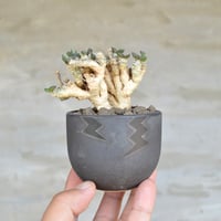 植物 × 鉢 】パキポディウム マカイエンセ × Valiem GHOST（BOWL / X