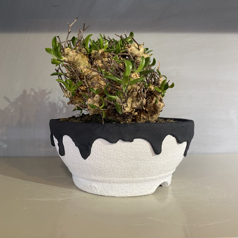left botanical 植木鉢
