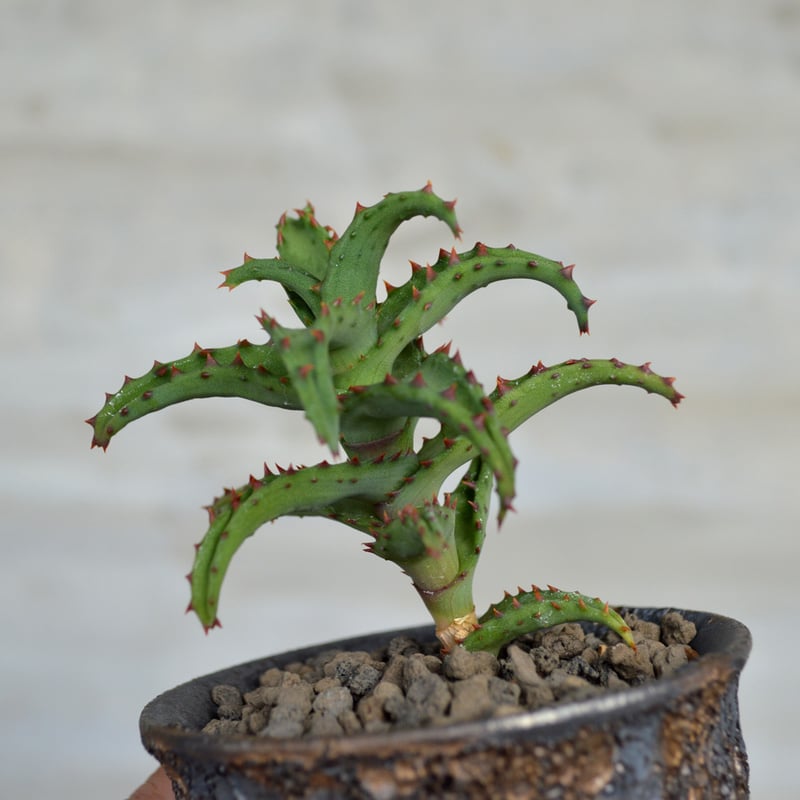 植物×鉢】アロエ カスティロニアエ × wild heaven 陶器鉢 | A-PLANTS