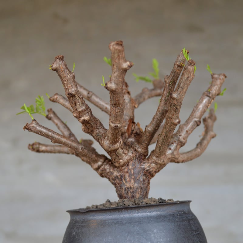 植物×鉢】センナ メリディオナリス コンパクトサイズ タイ実生株 | A