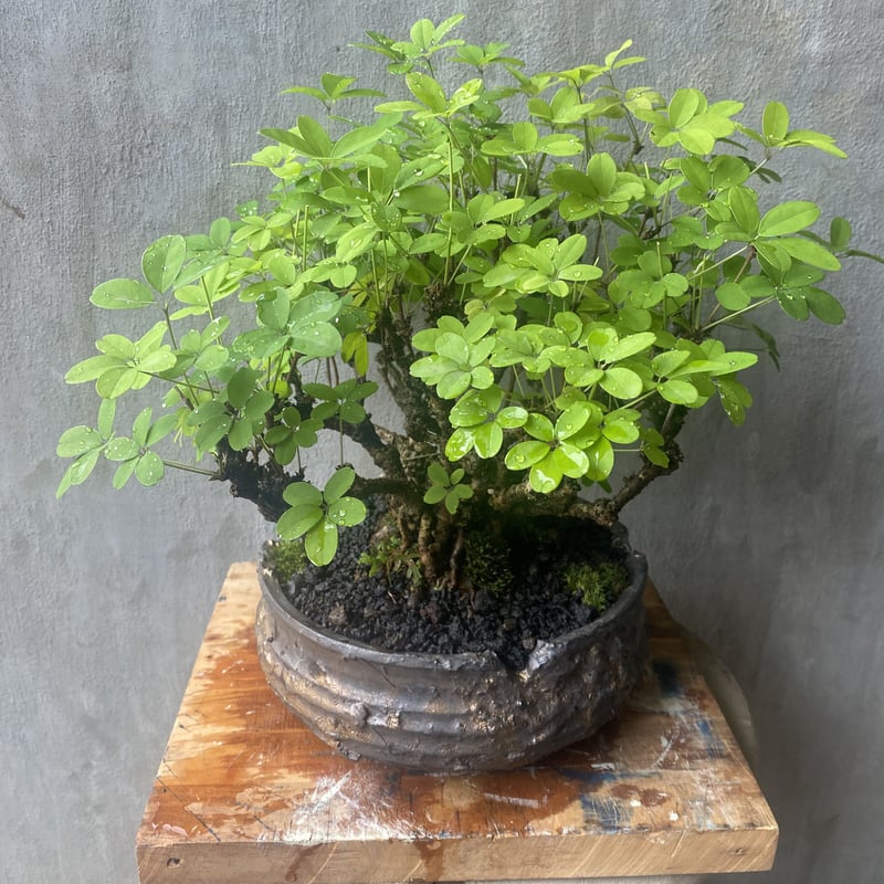 植物×鉢】アケビ× 保田修作 大鉢 盆栽 日本 塊根植物 | A-PLANTS|塊根