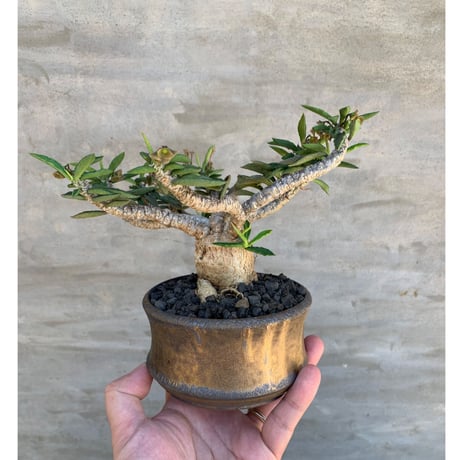 【植物×鉢】ユーフォルビア キリンドリフォリア 実生 × willing plant 陶器鉢 多肉植物 塊根植物 コーデックス