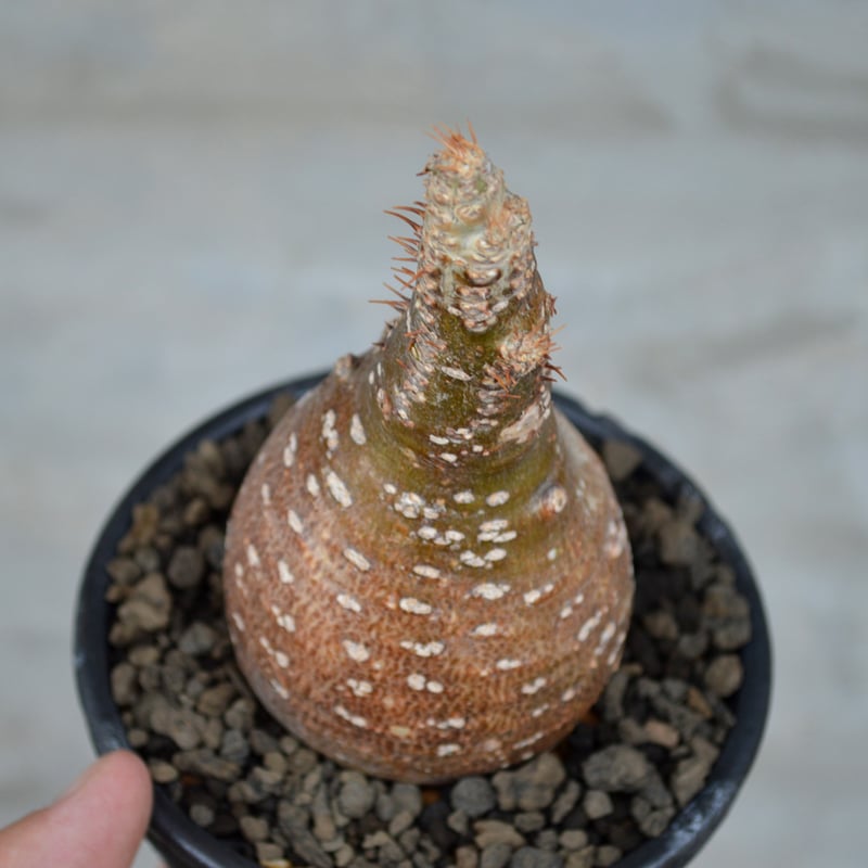 植物×鉢] パキポディウム グラキリス 発根済 現地球 × tig9 陶器鉢 | A-PLA...