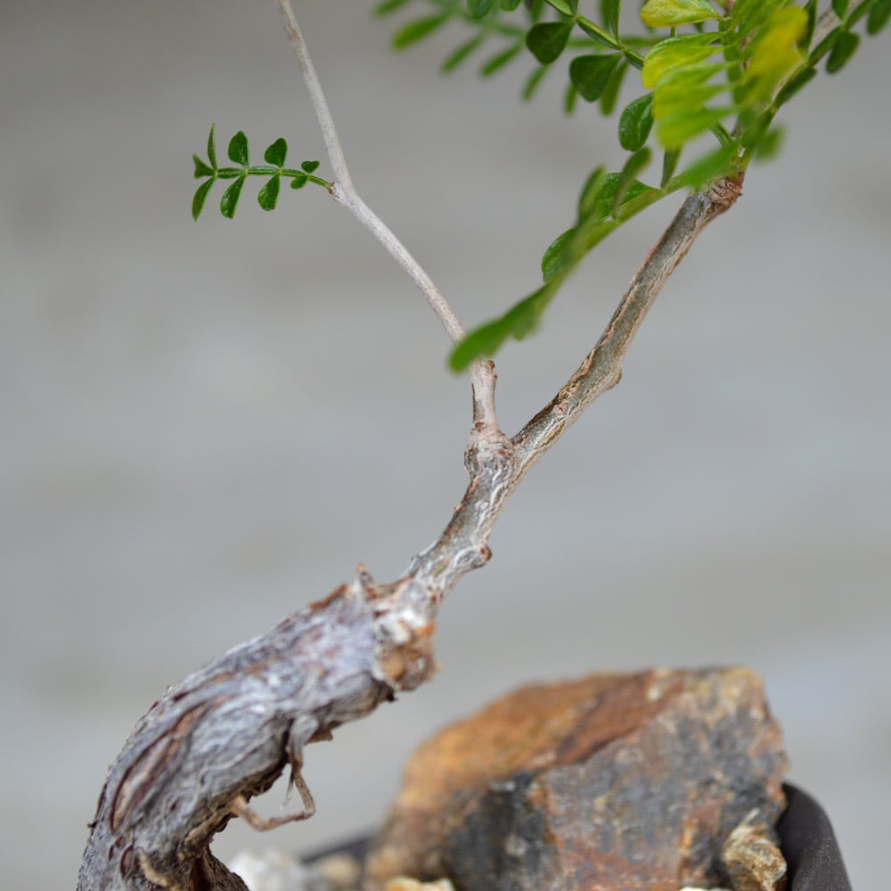 オペルクリカリアパキプス現地株valiem鉢付き