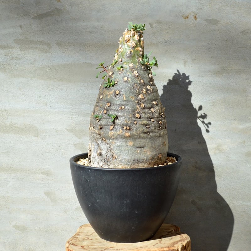 植物】 観峰玉 フォークイエリア コルムナリス 現地球 <良型> 発 植物】 観峰玉 フォークイエリア コルムナリス 現地球 <良型> 発