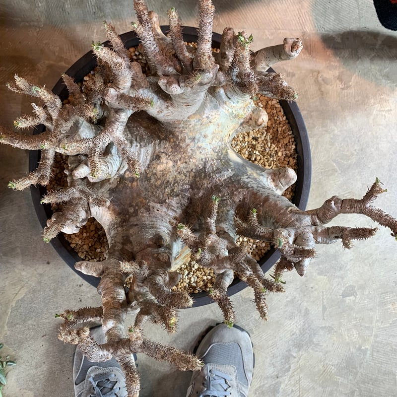 植物】パキホディウム グラキリス 大株 現地球 発根済み 塊根 植物】パキホディウム グラキリス 大株 現地球 発根済み 塊根
