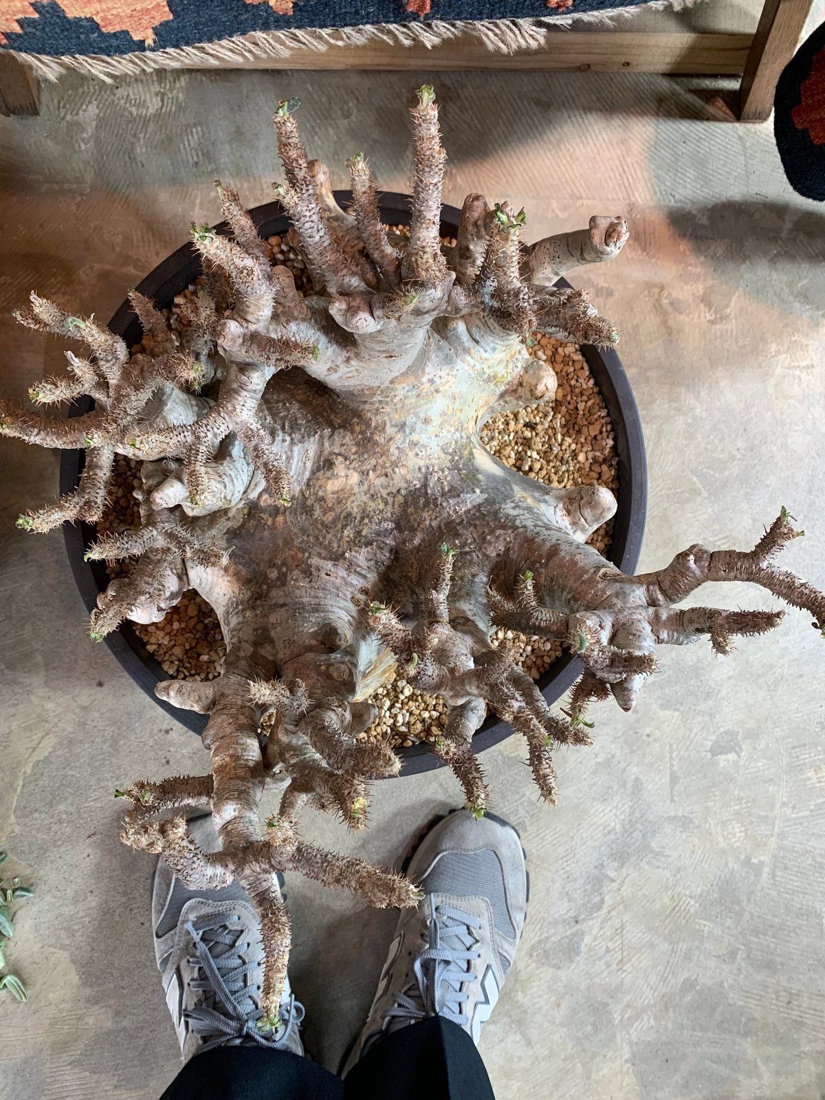植物】パキホディウム グラキリス 大株 現地球 発根済み 塊根 植物】パキホディウム グラキリス 大株 現地球 発根済み 塊根