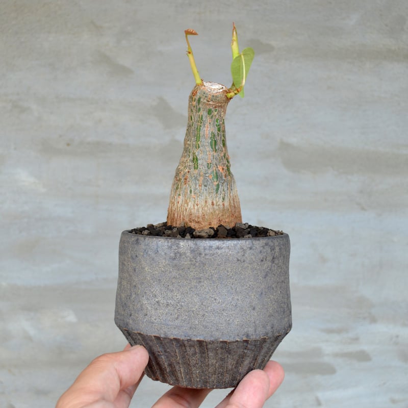 美株　ボンバックス　エリプティクム （鉢付き） ボンバックス エリプティクム 美株 （鉢付き） ボンバックス