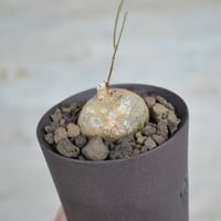 鉢】姫野 翔太 vamos 銀彩 陶作 陶器鉢 | A-PLANTS|塊根植物販売