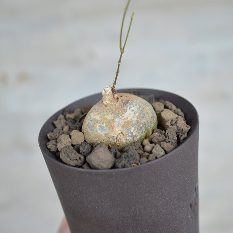 VALIEM ×A plants植木鉢 VALIEM 植木鉢