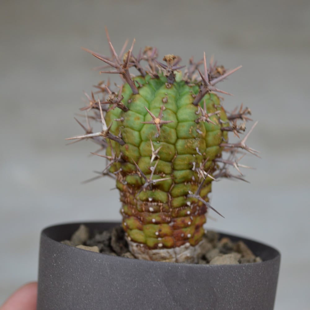 植物 × 鉢 】ユーフォルビア ステリスピナ 群星冠 × Valiem 植物 × 鉢 】ユーフォルビア ステリスピナ 群星冠 × Valiem
