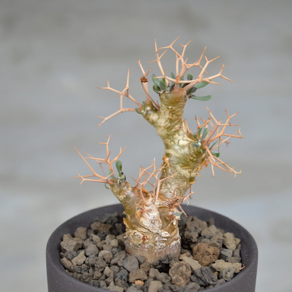 植物 × 鉢 】オトンナ ユーフォルビオイデス 黒鬼城 × Valiem GHOST