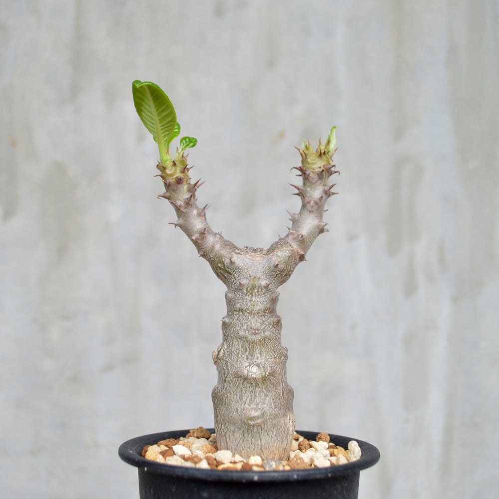 植物】 【ランダム配送】 パキポディウム ウィンゾリー 実生株 | A-PLANTS|塊根植物販売