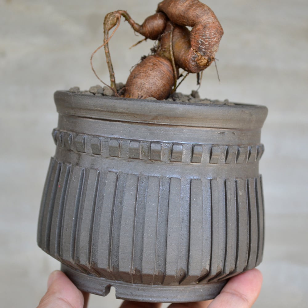 植物×鉢】オペルクリカリア パキプス 実生株 × 保田修作 陶作鉢 植物×鉢】オペルクリカリア パキプス 実生株 × 保田修作 陶作鉢