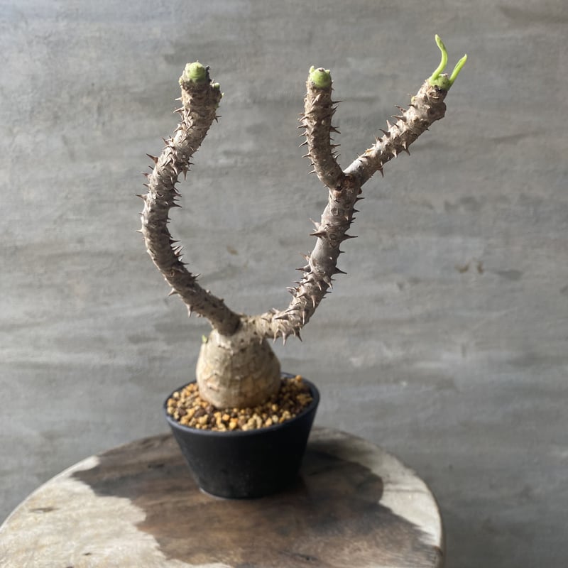 ブーファンハエマンソイデス(ハエマントイデス)【発根済】