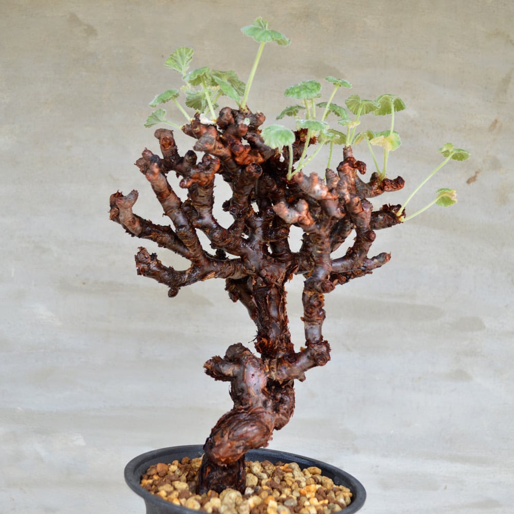 植物】ぺラルゴ二ウム ミラビレ 現地株 発根済み | A-PLANTS|塊根植物販売