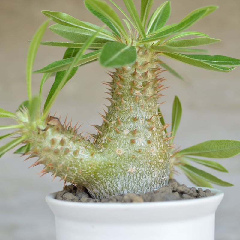 植物】パキポディウム デンシフローラム × グラキリス 国内実生株 陶器