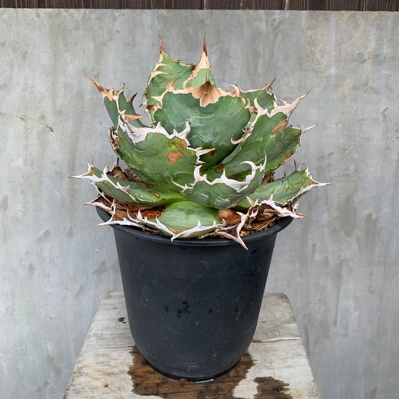 アガベ チタノタ 白鯨 陶器鉢付き Agave titanota No.1 × 信楽焼鉢 / 4
