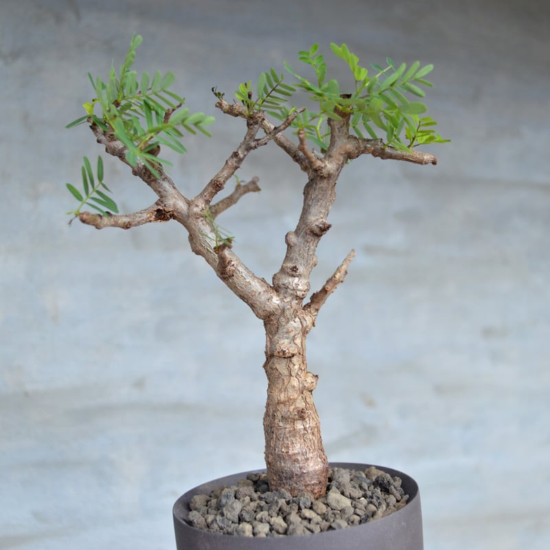 センナ メリディオナリス 31cm丈 (鉢底45cm)現地球 センナ メリディオナリス 31cm丈 (鉢底45cm)現地球 - メルカリ
