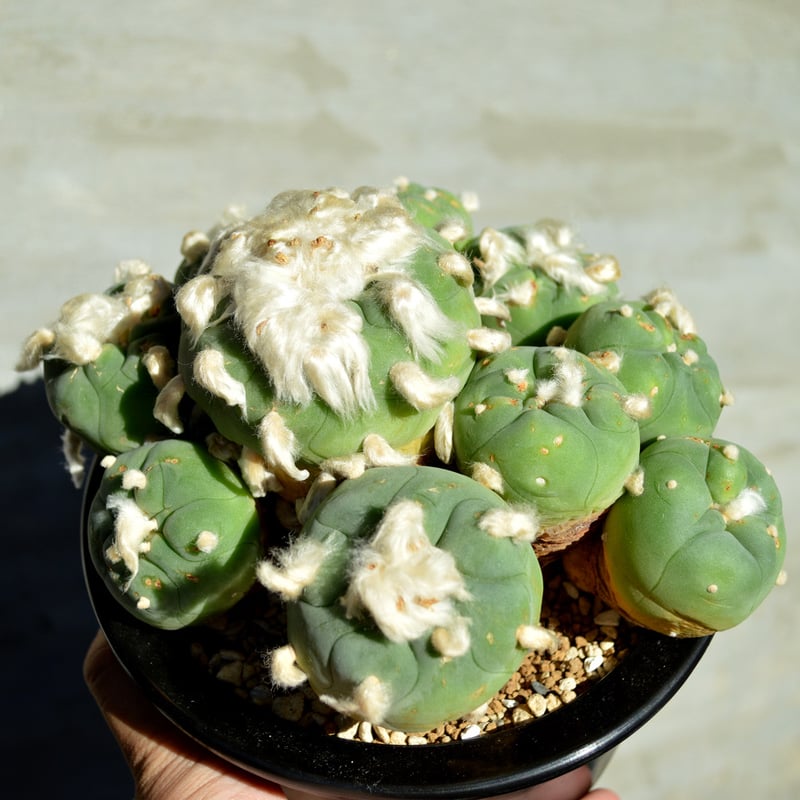 植物】サボテン ロフォフォラ デフーサ 翠冠玉 群生 超美株 | A 植物】サボテン ロフォフォラ デフーサ 翠冠玉 群生 超美株 | A