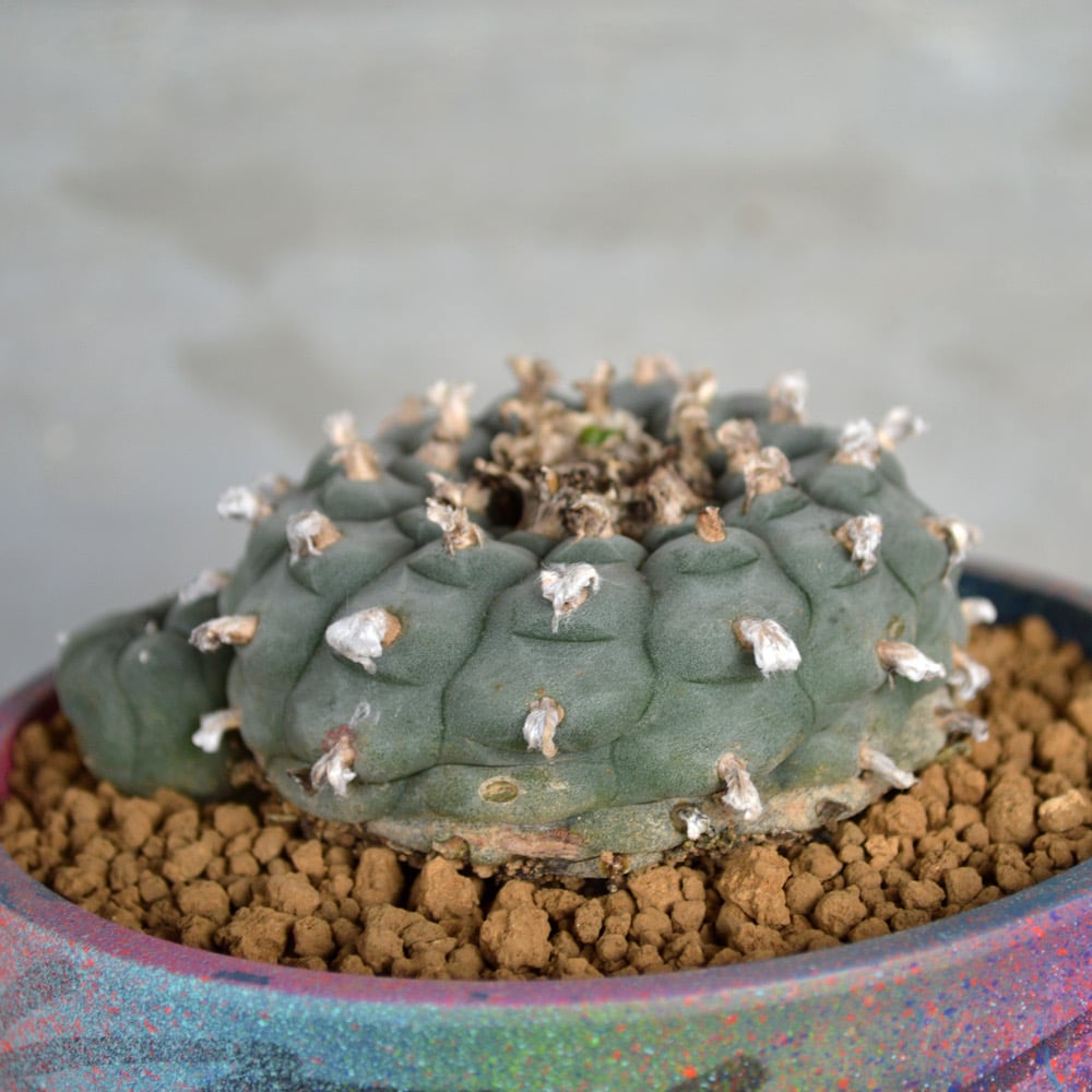 植物×鉢】サボテンロフォフォラ ウイリアムシー 烏羽玉