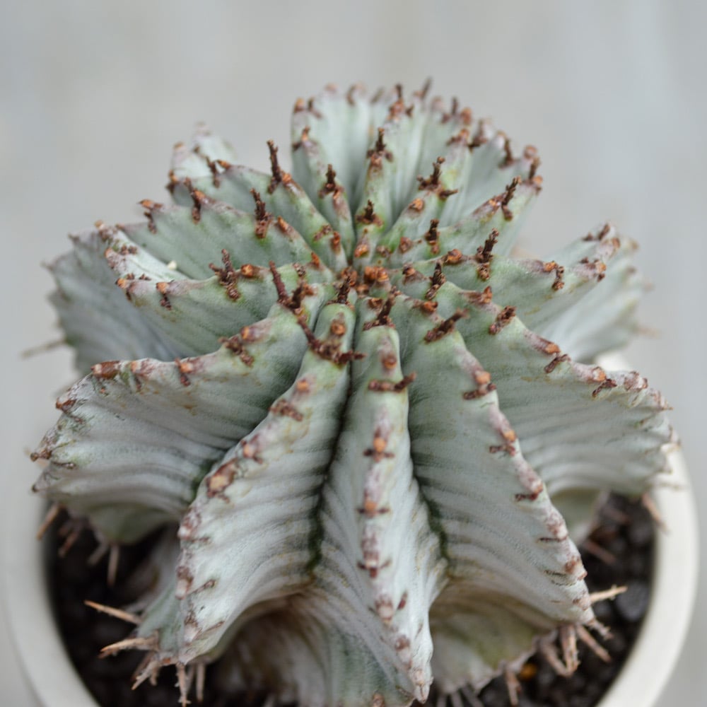 ユーフォルビアホリダ 関上No.1ゼブラホリダ×白衣胴太 雌雄同 極上株 ユーフォルビアホリダ 関上No.1ゼブラホリダ×白衣胴太 雌雄同