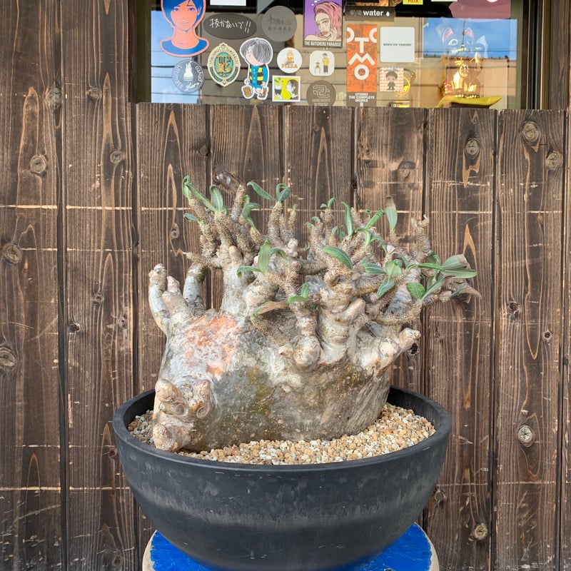 植物】パキホディウム グラキリス 大株 現地球 発根済み 塊根 植物】パキホディウム グラキリス 大株 現地球 発根済み 塊根