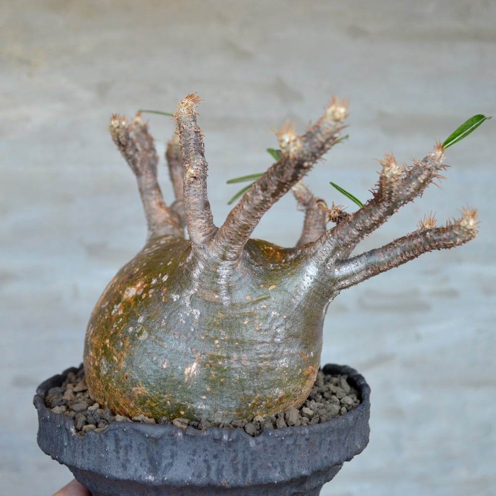 パキポディウム　グラキリス　緑肌　現地球　発根株　（鉢付き） 植物 × 鉢 】パキポディウム グラキリス 緑肌/美株 × 陶器鉢 | A