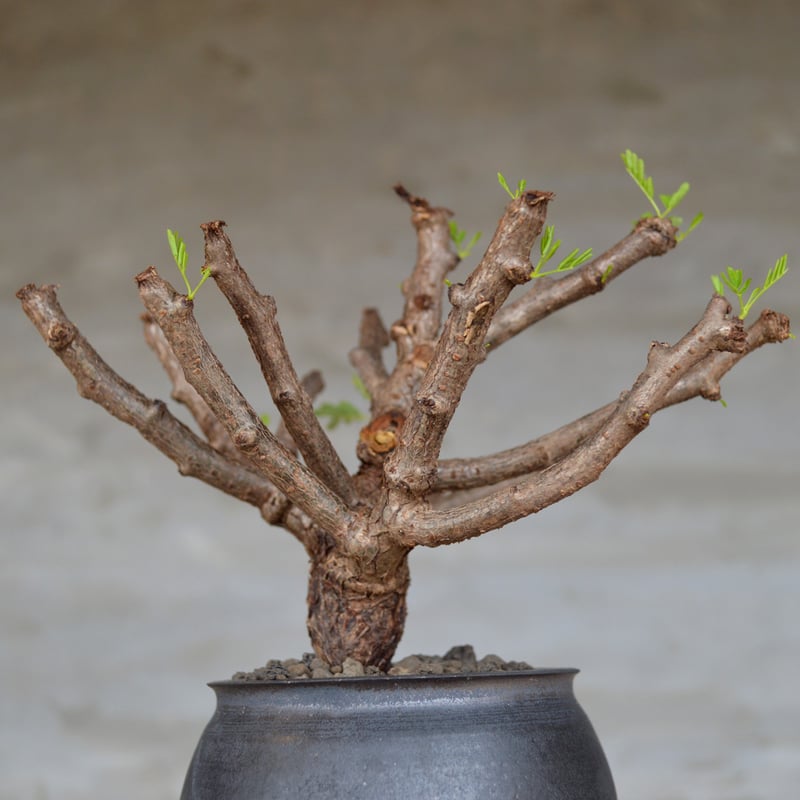 ①超希少！タイ実生 センナメリディオナリス 発根済・鉢付き発送｜美株 センナ メリディオナリス 【発根済み】（鉢付き）