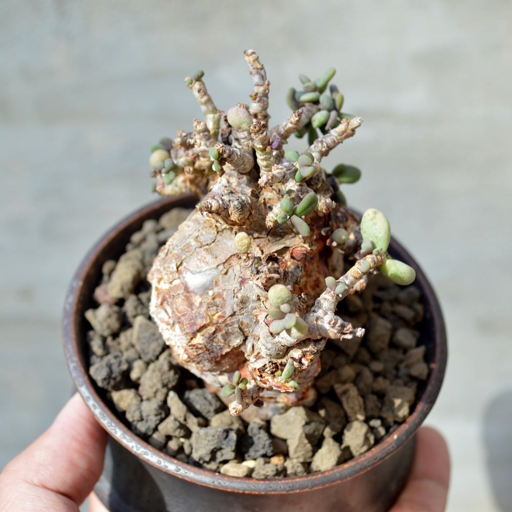 植物×鉢】ケラリア ピグマエア 現地球 <良型> 発根済み × 陶器鉢 植物×鉢】ケラリア ピグマエア 現地球 <良型> 発根済み × 陶器鉢