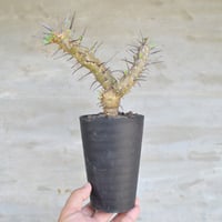 植物×鉢】ペラルゴニウム ミラビレ 現地球 大株 発根済み