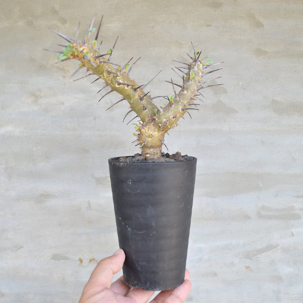 モンソニア・クラシカウリスの基本情報・育て方｜多肉植物