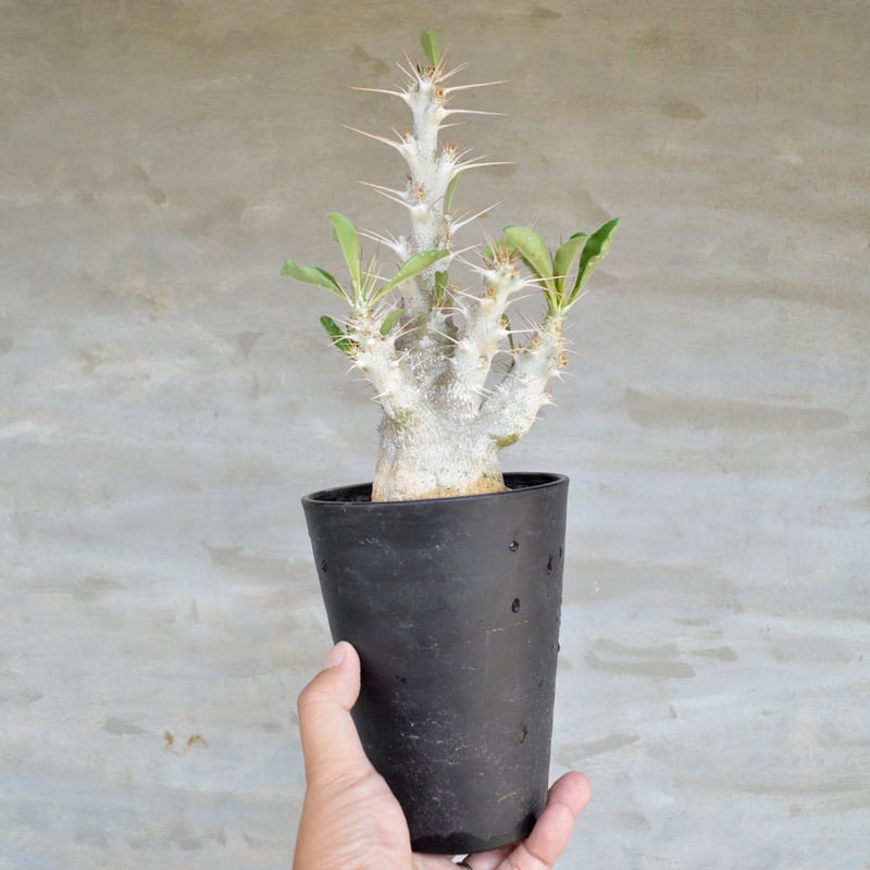 植物】パキポディウム サンダルシー 「 美 」 実生株 < 1 > | A
