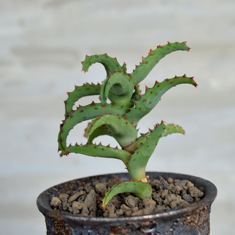 植物×鉢】アロエ カスティロニアエ × wild heaven 陶器鉢 | A-PLANTS