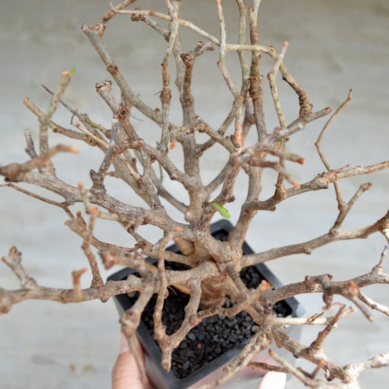 植物】センナ メリディオナリス 良型実生株 <2> | A-PLANTS|塊根